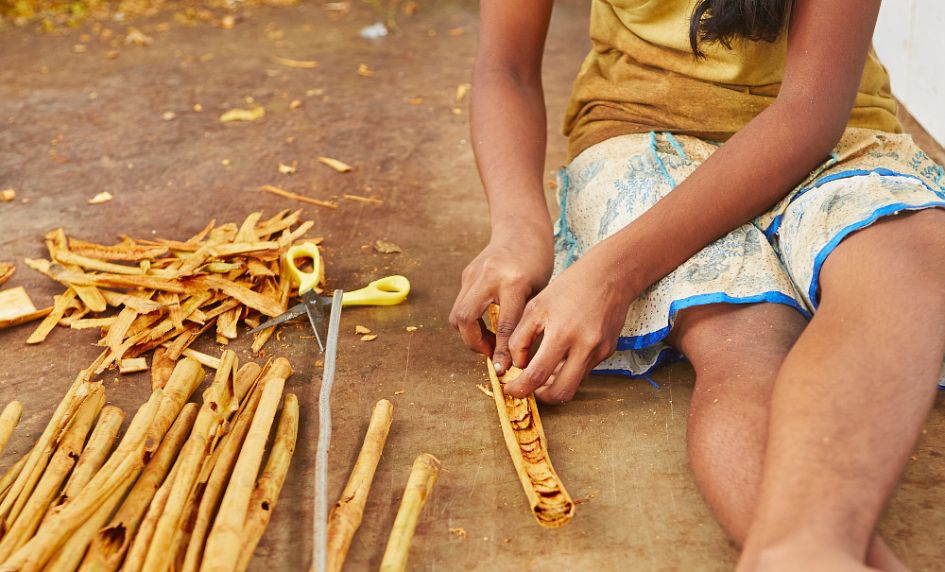 cejlonská skořice zpracování